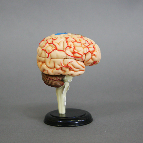 뇌 모형-210