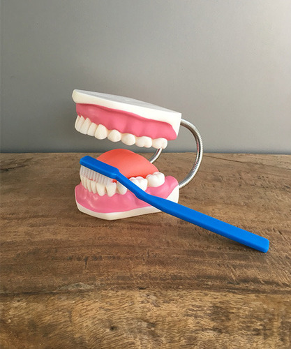 치아모형01-950